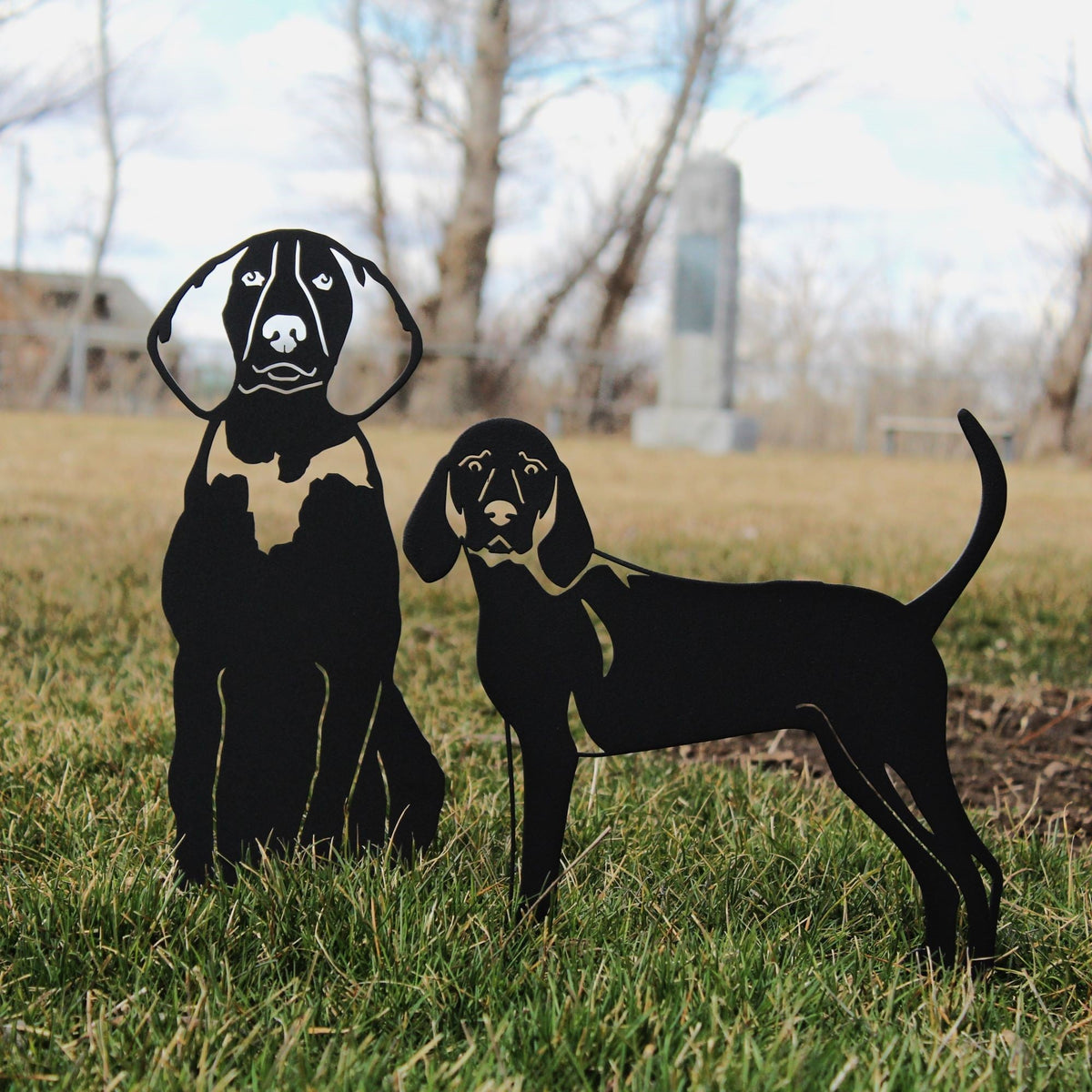 American English Coonhound, photo 14 of 17