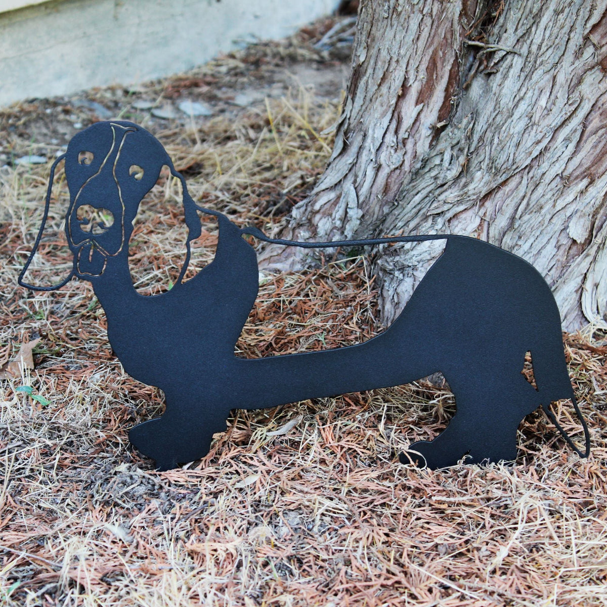 Basset Hound, photo 11 of 15
