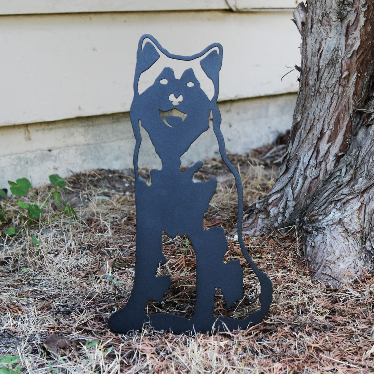 Siberian Husky, photo 10 of 16