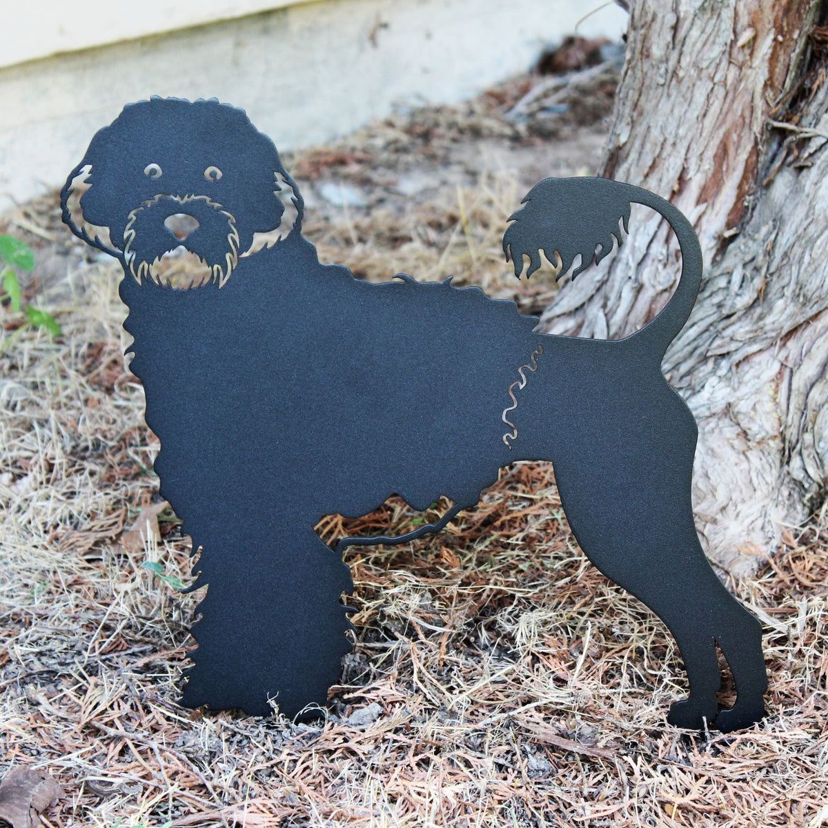 Portuguese Water Dog, photo 11 of 16