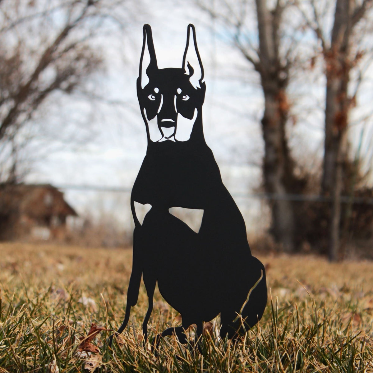Miniature Pinscher, photo 10 of 16