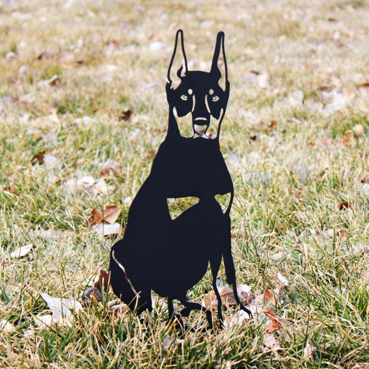 Miniature Pinscher, photo 2 of 16