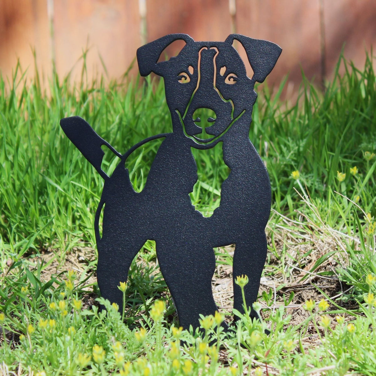 Jack Russell Terrier, photo 10 of 15
