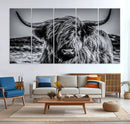 Black and White Cow Wall Art Canvas Print Highland Cattle