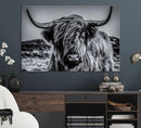 Black and White Cow Wall Art Canvas Print Highland Cattle