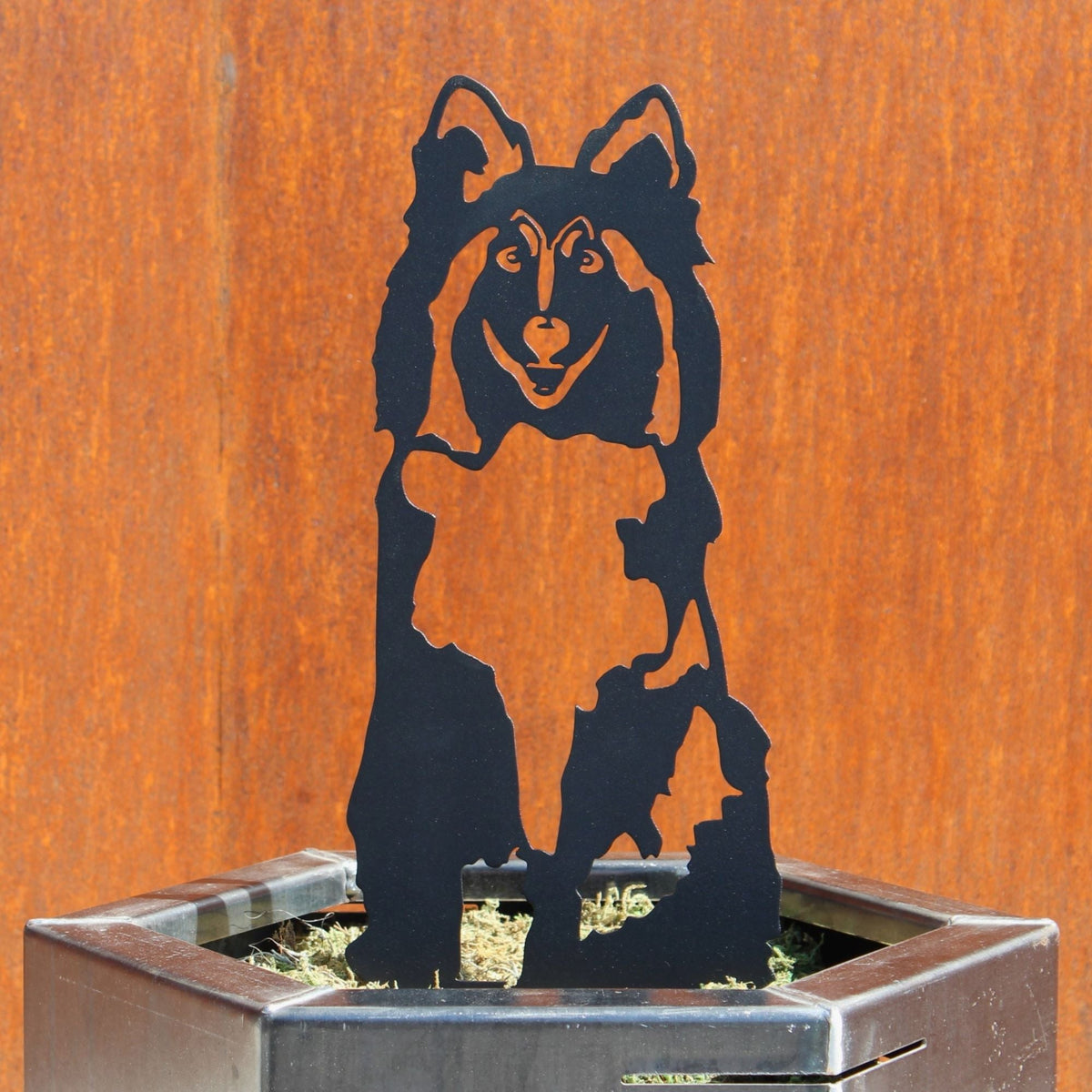 Shetland Sheepdog, photo 12 of 16