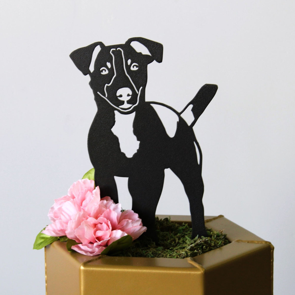 Jack Russell Terrier, photo 12 of 15