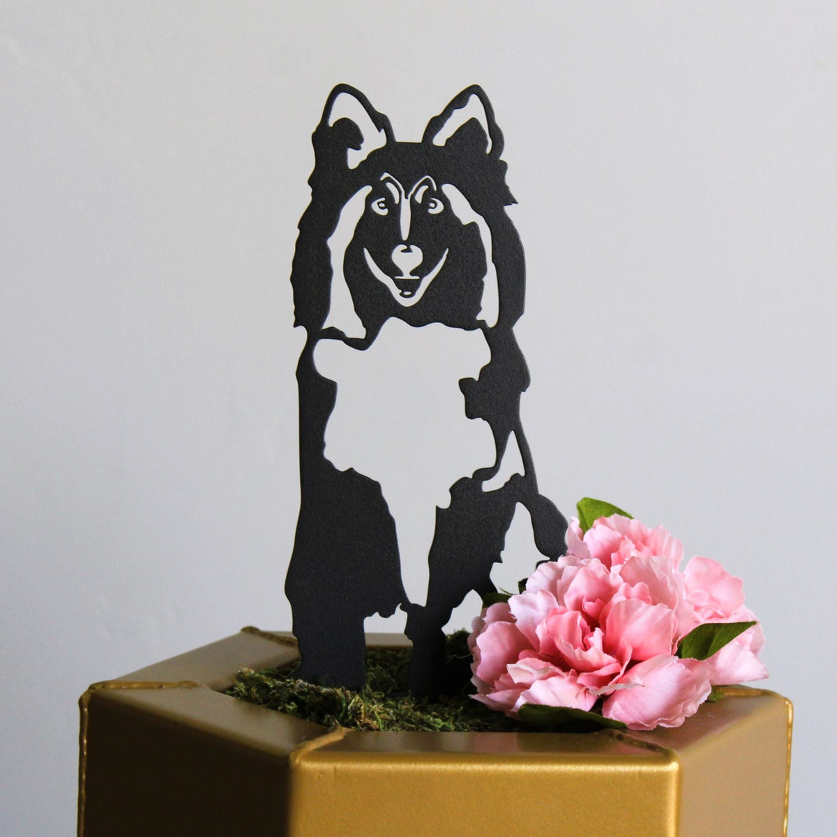 Rough Collie, photo 12 of 16