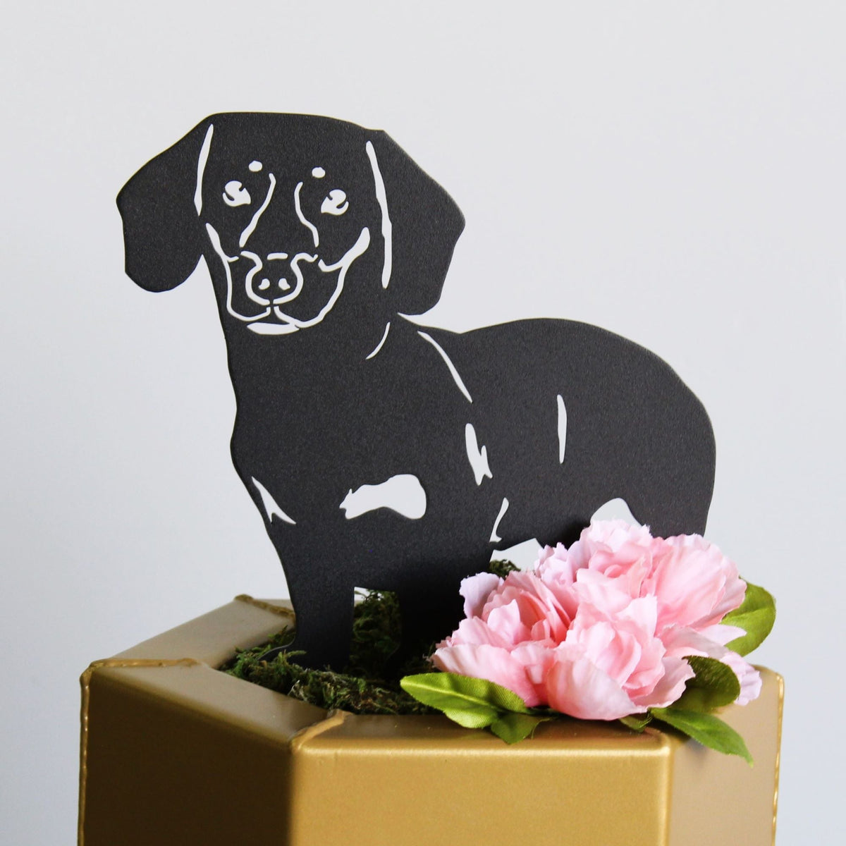 Dachshund - Shorthaired, photo 10 of 17
