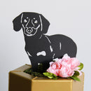 Dachshund - Shorthaired