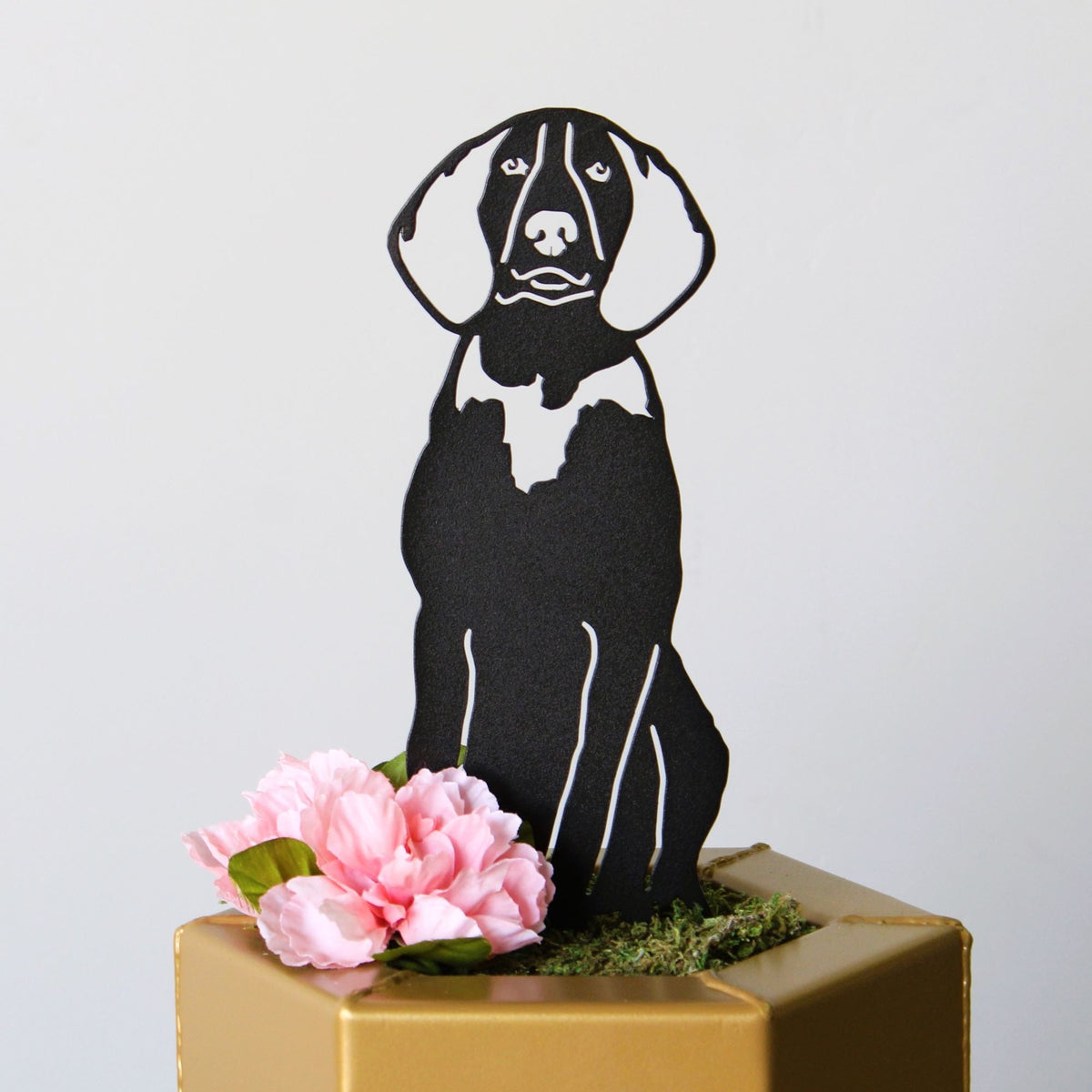 American English Coonhound, photo 13 of 17