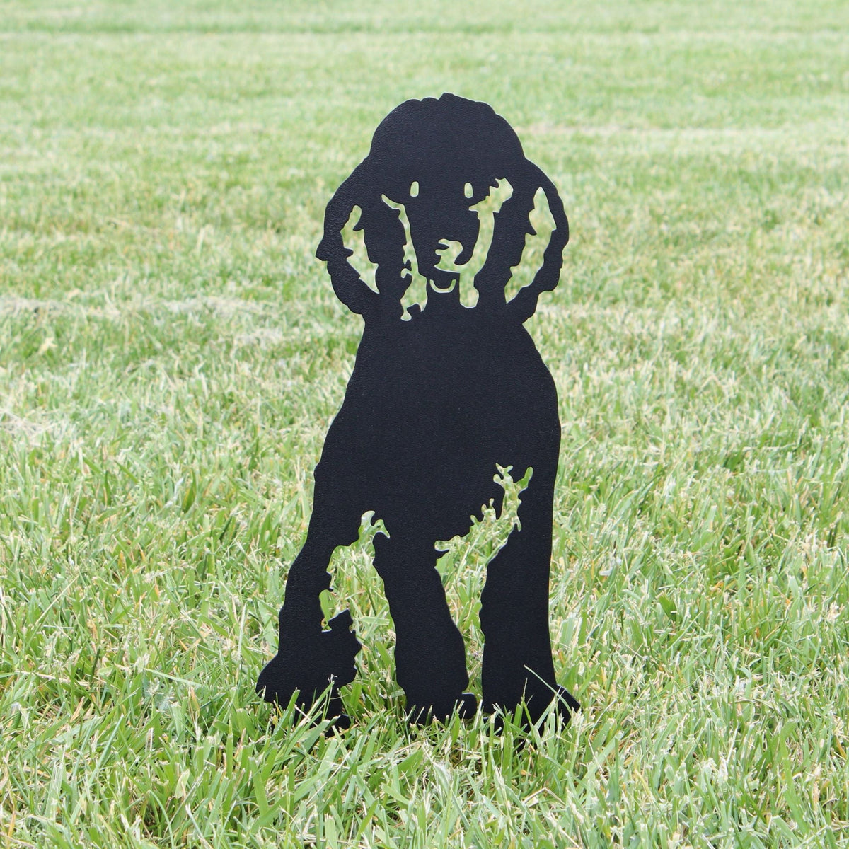 Poodle, photo 12 of 22