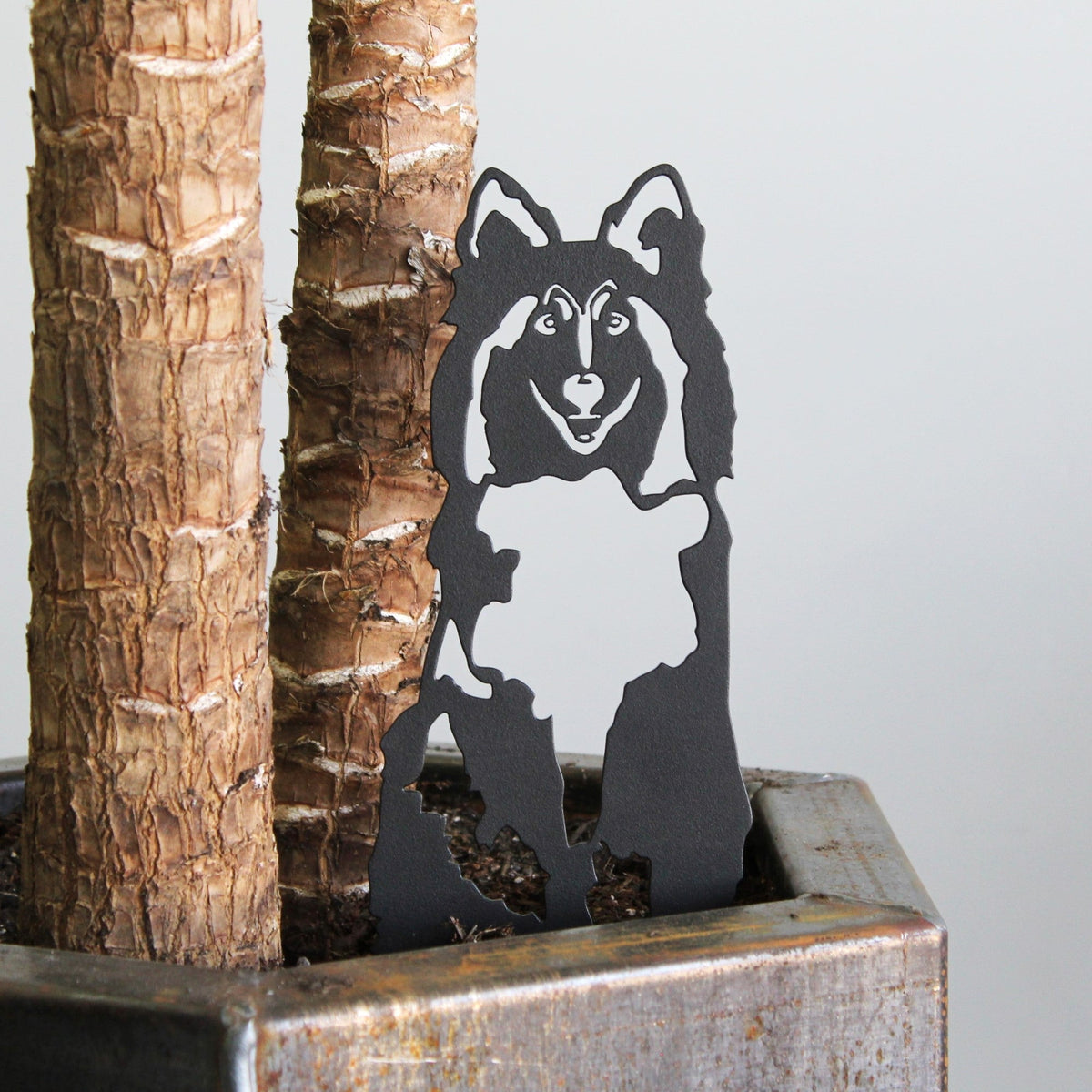 Rough Collie, photo 10 of 16
