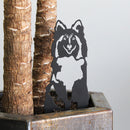 Shetland Sheepdog