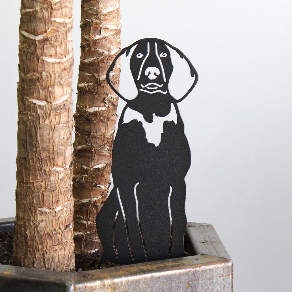 American English Coonhound, photo 11 of 17