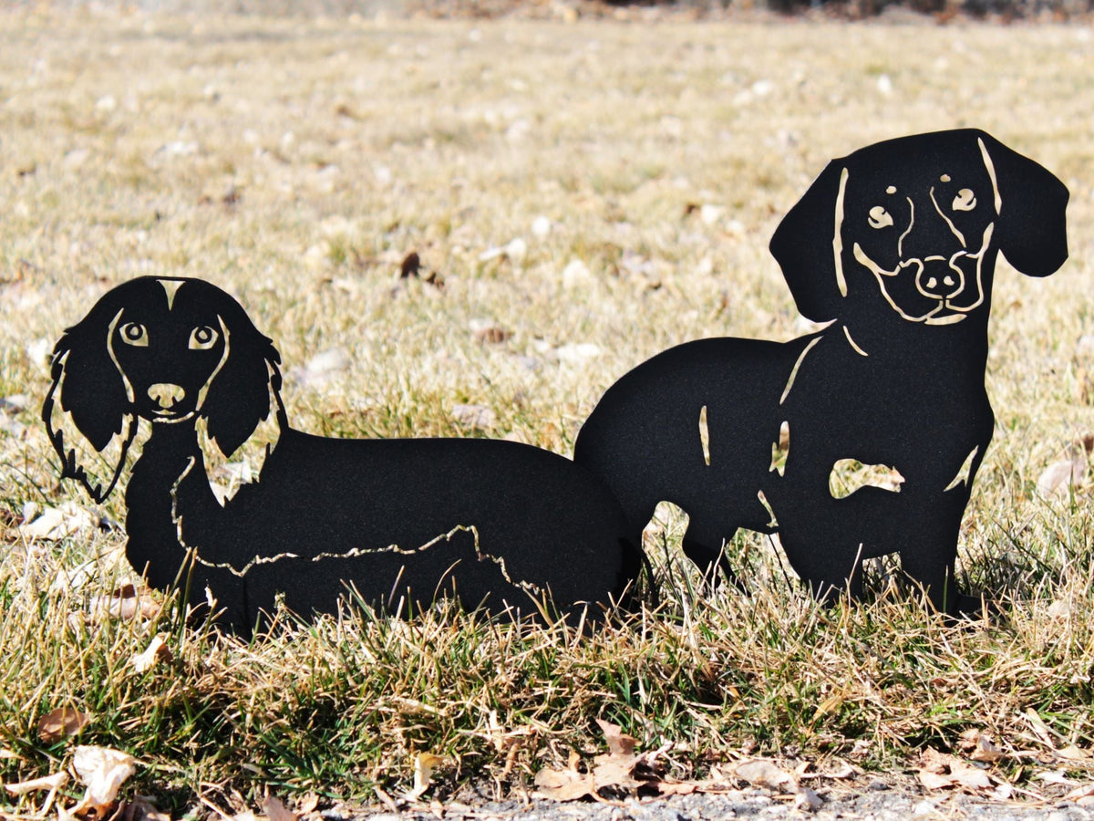 Dachshund - Shorthaired, photo 14 of 17