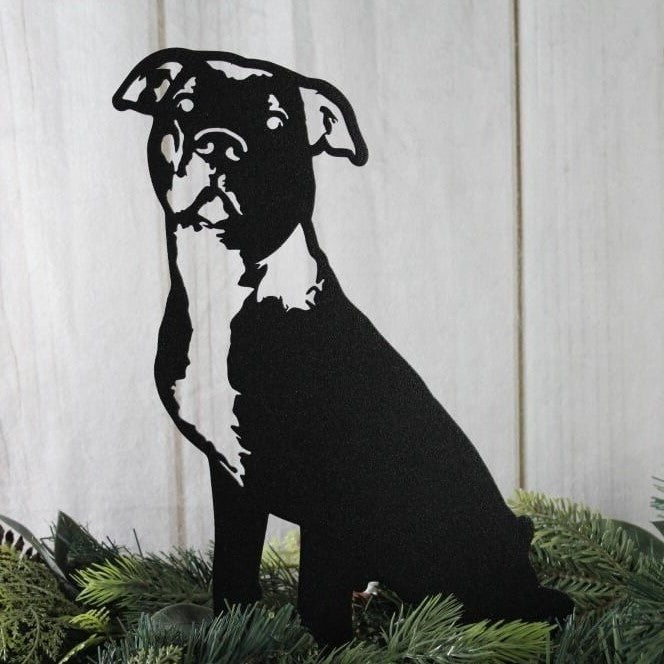 American Pit Bull Terrier, photo 12 of 17