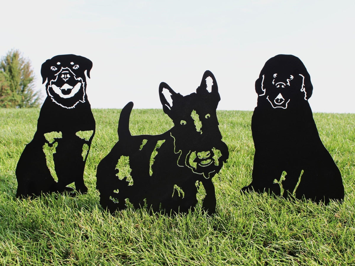 Rottweiler, photo 11 of 14