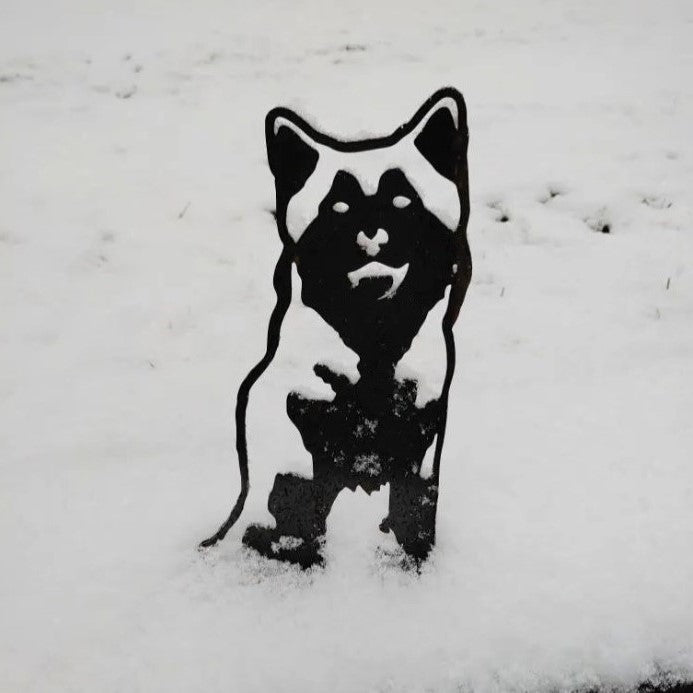 Siberian Husky, photo 11 of 16