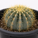 Blue Barrel Cactus