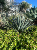 Agave 'Blue Glow'