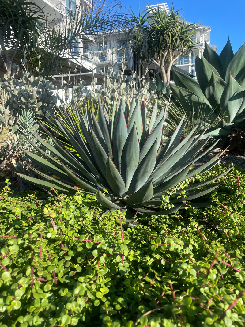 Agave 'Blue Glow'