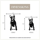 Boston Terrier