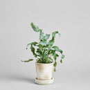 Basic Planter Tray, White Patina