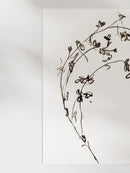 Botanical Ink Study I