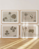 Botanical Thoughts II