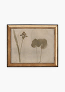 Botanical Thoughts II