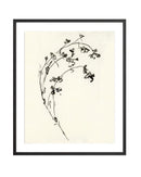 Botanical Ink Study I