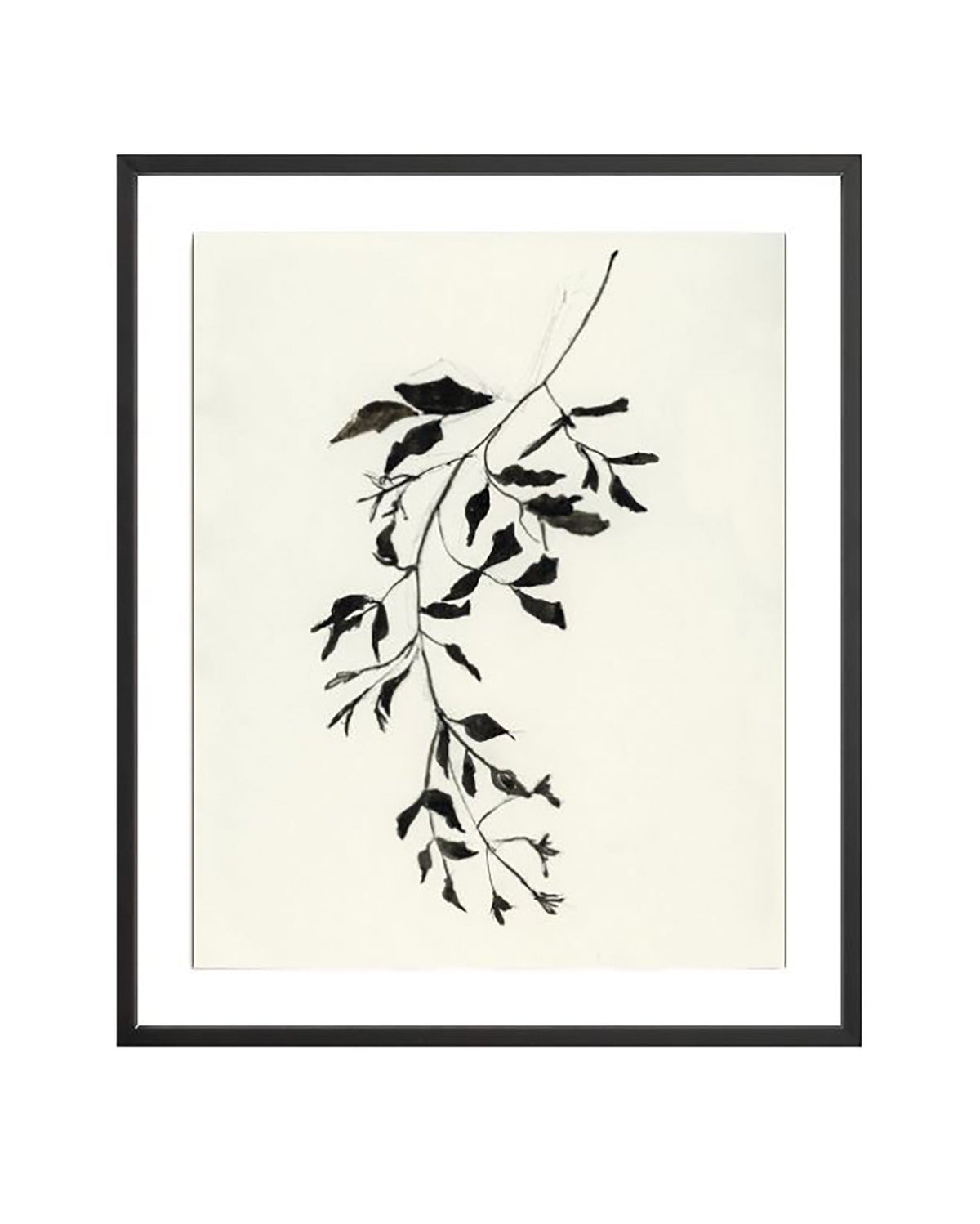 Botanical Ink Study II, photo 2 of 9