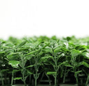 Sample Panel – Dark Boxwood Green Wall (Small Sample) by Designer Plants USA