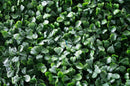 Sample Panel – Dark Boxwood Green Wall (Small Sample) by Designer Plants USA