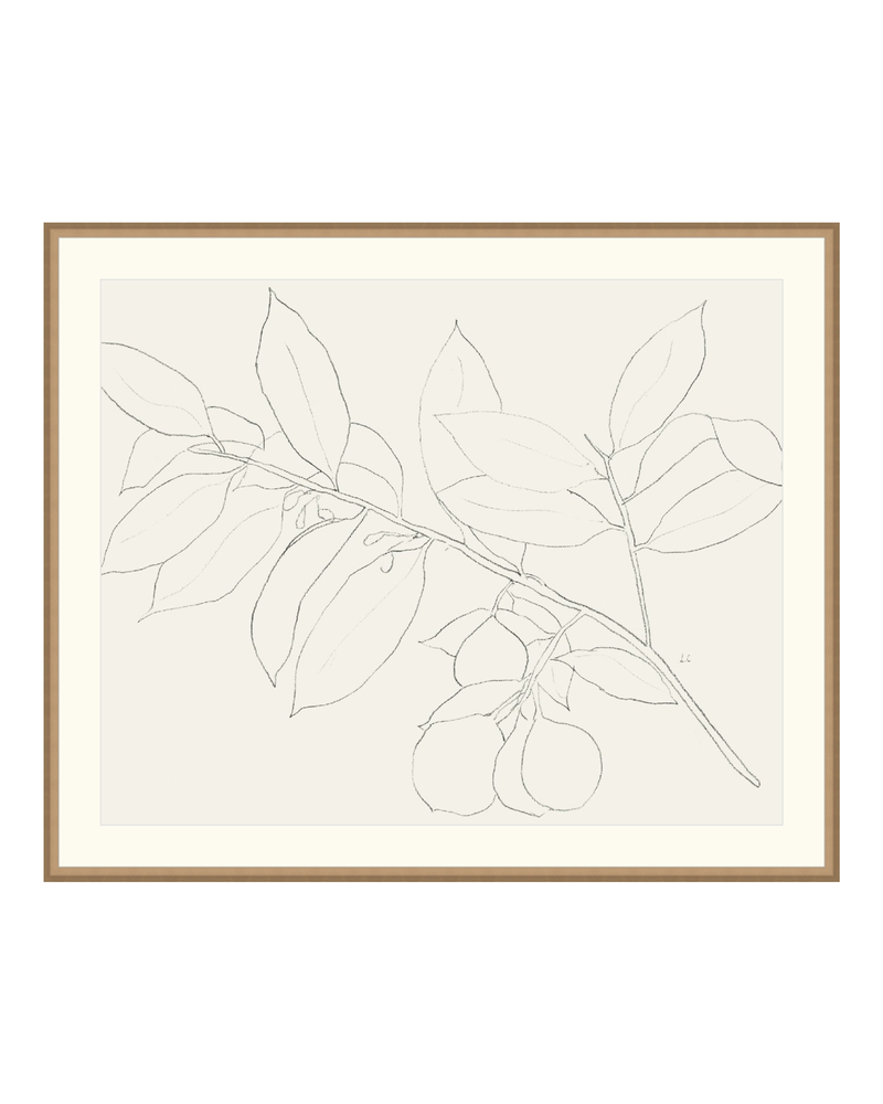 Lemon Branch Drawing