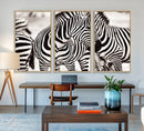 Brilliant Zebra Photography Art Canvas Print Black and White by MyGreatCanvas | Canvas Wall Art Prints | Photo Prints & Wall Decor