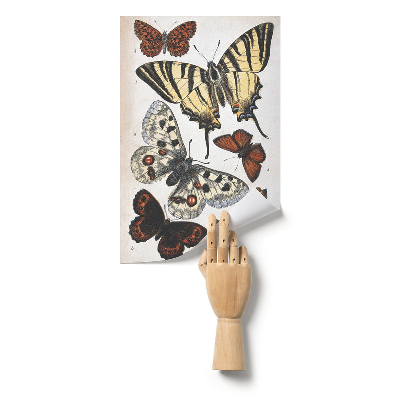 "Butterfly Illustration" by William S. Coleman Matte Poster