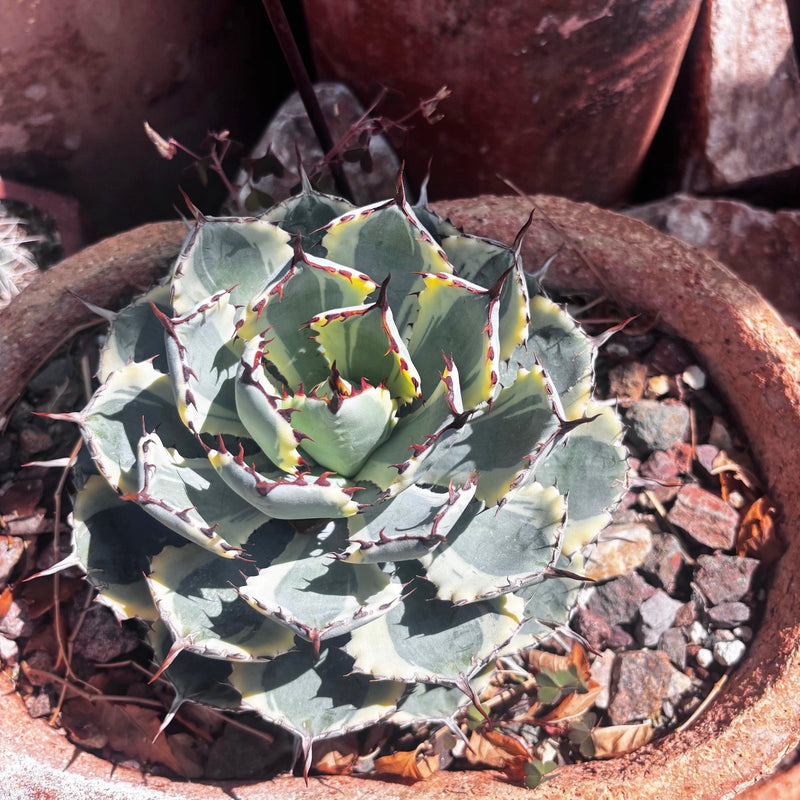 Agave Potatorum Kichiokhan Marginata