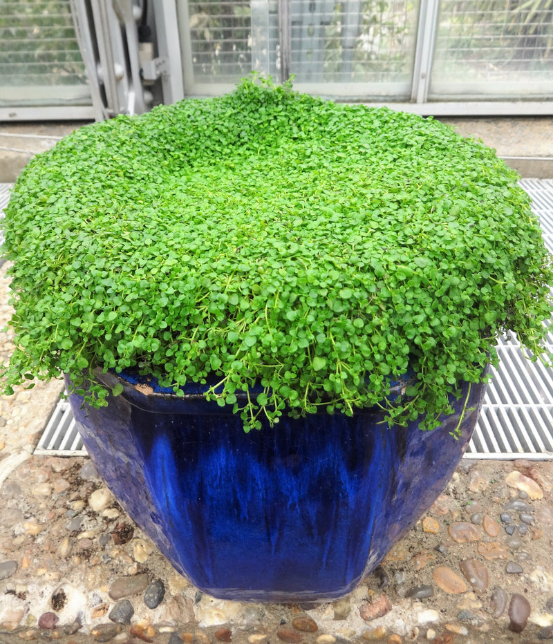 20 CORSICAN MINT Mentha Requienii Herb Fragrant Ground Cover Flower Seeds