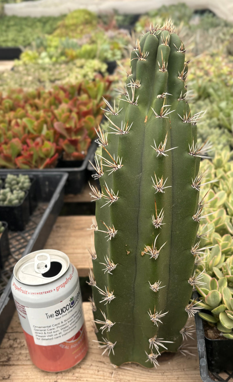 #EC75 EXACT Castellanosia / Browningia Caineana cactus cutting