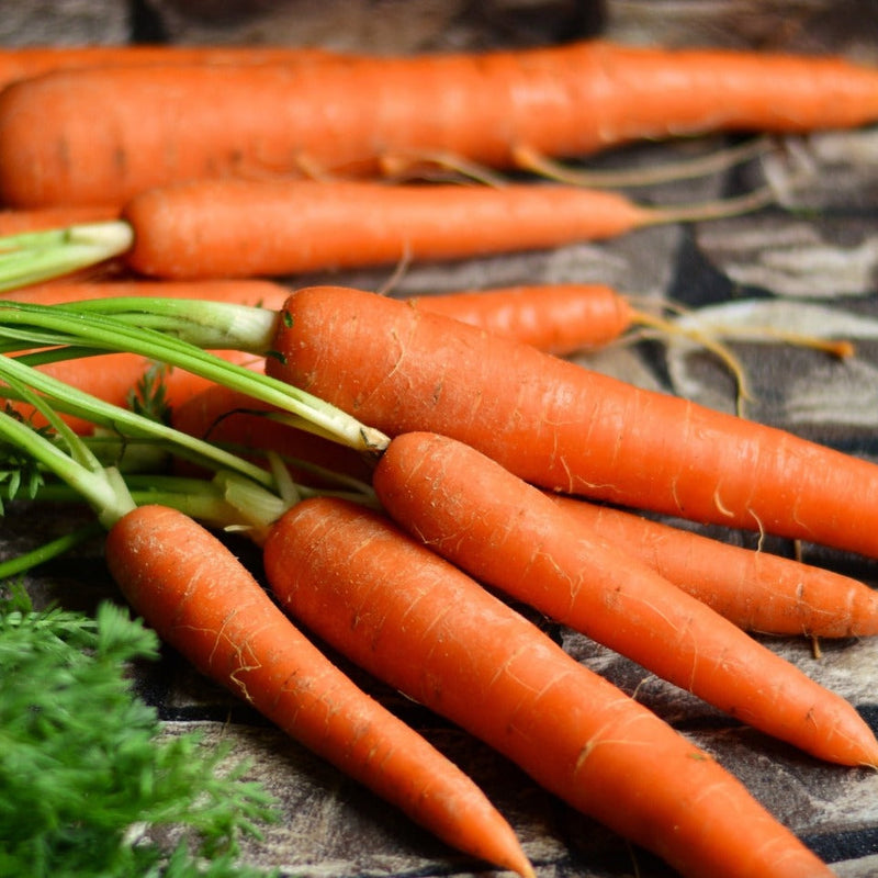 Imperator 58 Carrot