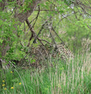 Hunting Blind - Mossy Oak Obsession 3D Leafy by Nukem Hunting