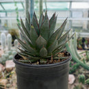Agave 'Blue Glow'
