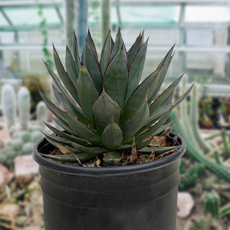 Agave 'Blue Glow'