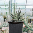 Tiger Aloe