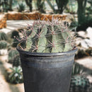 Southwest Barrel Cactus by The Cactus Outlet