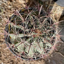Southwest Barrel Cactus by The Cactus Outlet