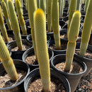 Golden Torch Cactus