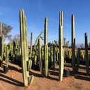 Mexican Fence Post Cactus